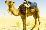 找駱駝?wù)n文