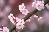桃花盛開的優(yōu)美詩句摘錄