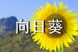 (通用)向日葵作文13篇