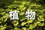 植物學(xué)野外實(shí)習(xí)心得