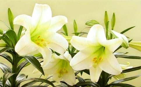 �P(gu��n)�ڰٺϻ�������