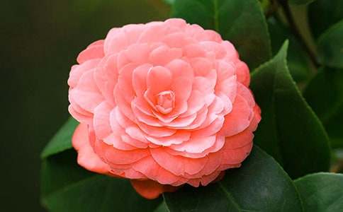 ɽ�軨���ģ���(y��u)�x��