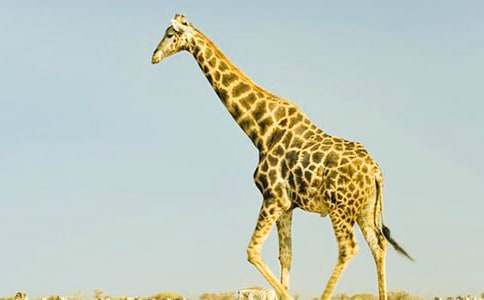 �L(zh��ng)�i¹�����ġ���(y��u)�㡿