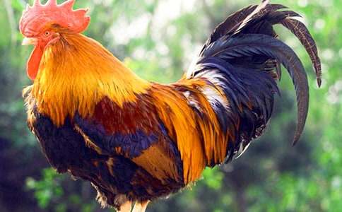 �ö��Ĺ��u����(����)