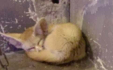 ���f�c��؂����15ƪ���ϼ���