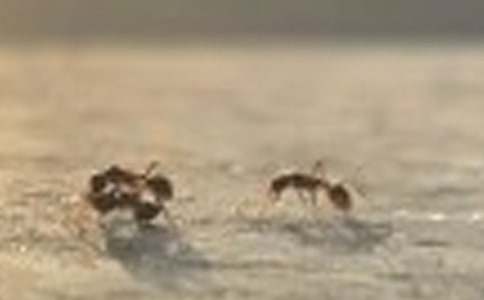 ��Λρ�ᶹ���а��w����ӽ̰�