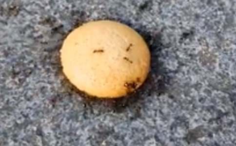 Λρ�ᶹ�w���̰�