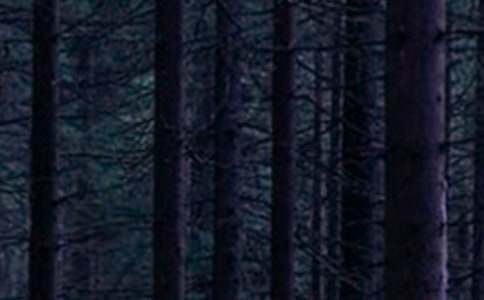 ɭ�ַ�������[�؂�]