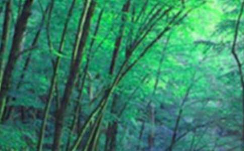 ɭ�ַ������ġ����]��