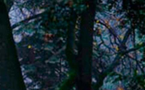 ɭ�ַ�������[��(y��u)�x15ƪ]