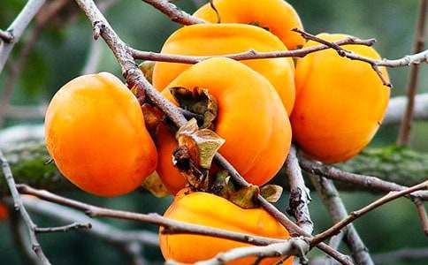 ����＾�������ӡ��w���̰������x6ƪ��