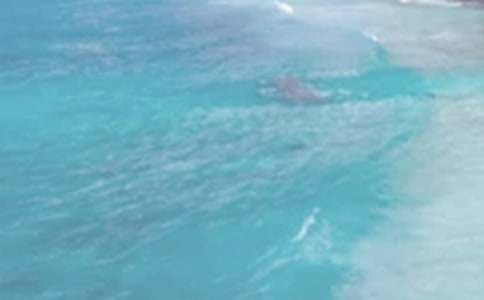 ����ԭ�ķ��g���p��(����15ƪ)