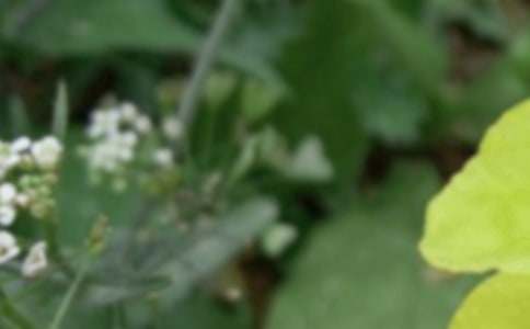 ����Ψ���̾䡾���T��