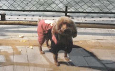 �P(gu��n)��С�W(xu��)���ɐ۵�С������300�ּ���5ƪ