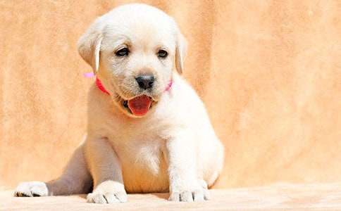 С�W(xu��)���ɐ�(��i)��С������300�ּ��\��ƪ