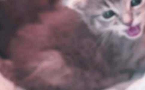 ���xС�W(xu��)��С؈���ąR����ƪ