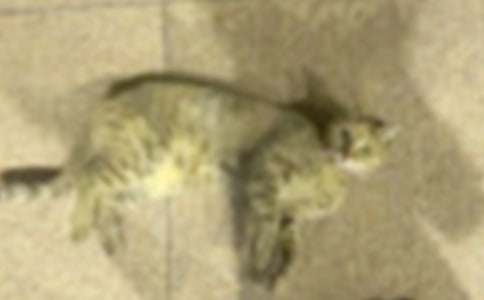 �P(gu��n)��С�W(xu��)��С؈����300����ƪ