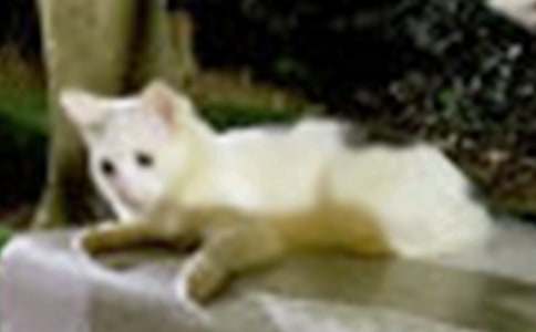 �����á�С�W(xu��)С؈����400����ƪ