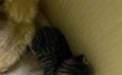 �P(gu��n)��С؈С�W(xu��)����300���\��5ƪ