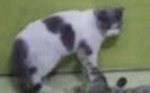 ����Ʒ��С؈С�W����300�ֺϼ�9ƪ