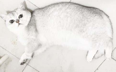 ���õ�С؈С�W(xu��)����300���\����ƪ