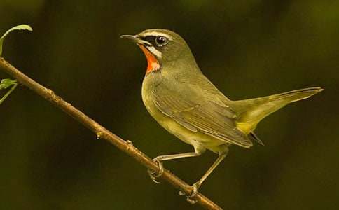 С�ܾ�С�B(ni��o)���D��(xi��)Ԓ(hu��)