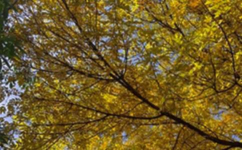 �������õ��簲����Ȧף���Z41�l