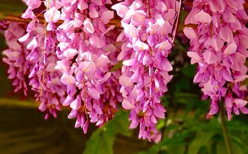 紫藤花的作文600字8篇(優(yōu)秀)