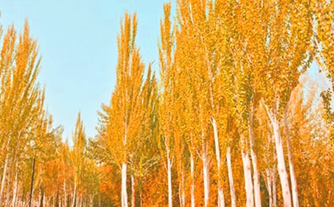 �����ח�Yٝ������