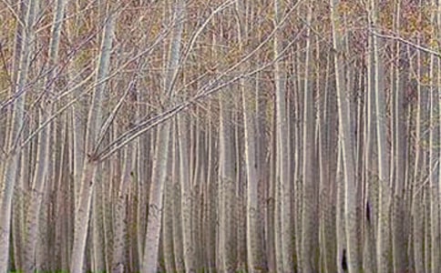 ���ח�����