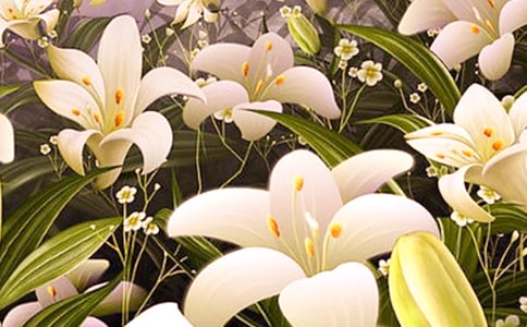 心田上的百合花 800字作文