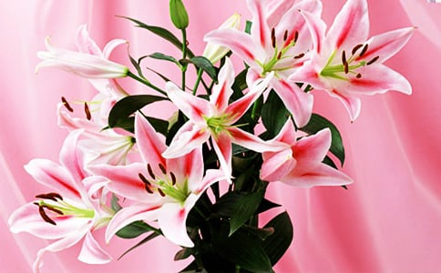 �������ϵİٺϻ����x���(�ϼ�15ƪ)