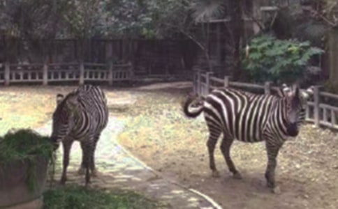 �Y׌���R������