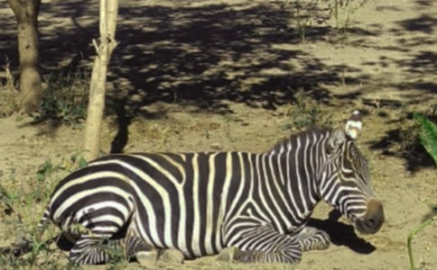 ���R������