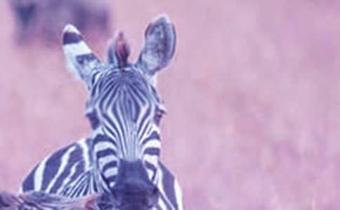 ���g(sh��)С���R�̰�