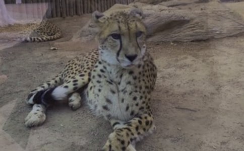 �{���c���ӵĹ���