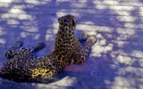 �P(gu��n)�ڱ��ӵ�Ъ���Z