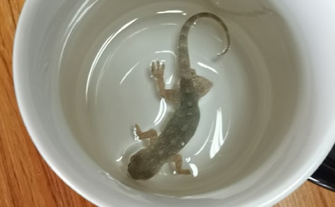 С�ڻ�����