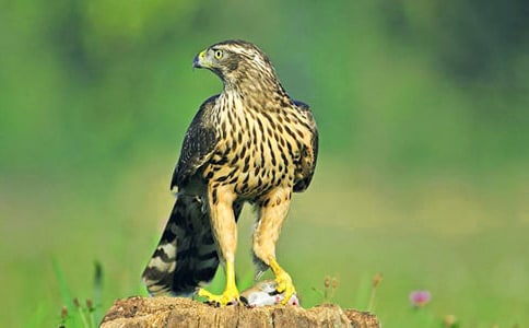 �n����(y��u)�����ģ�ͨ��24ƪ��