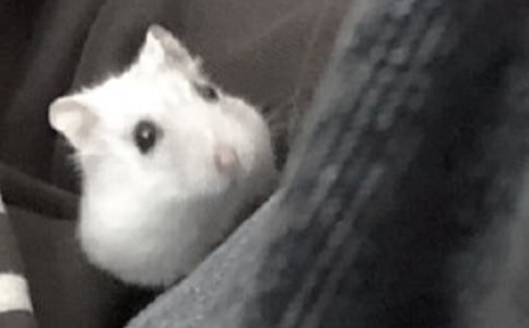 �ڂ}(c��ng)������