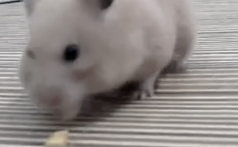 �ɐ۵�С�}��(��(y��u)�x)