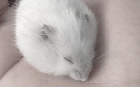 我的小倉鼠作文