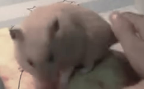 (�ϼ�)С�}������7ƪ