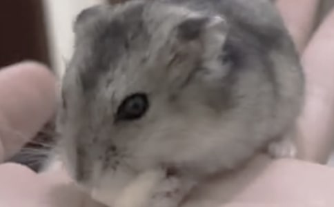 (精)小倉鼠的作文15篇