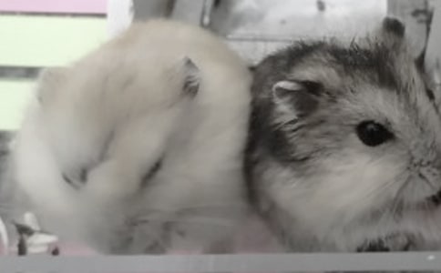 �ɐ�(��i)��С�}(c��ng)������