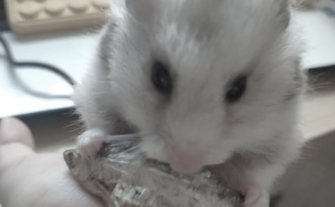 ��ͨ�ã�С�}������