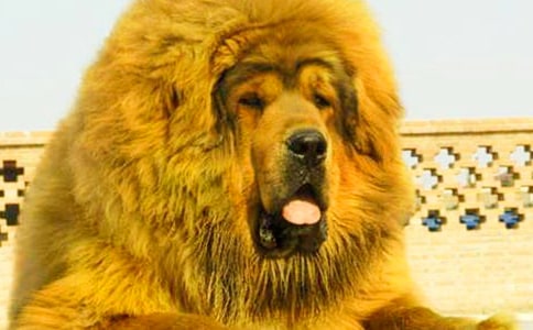 �Ї�(gu��)����