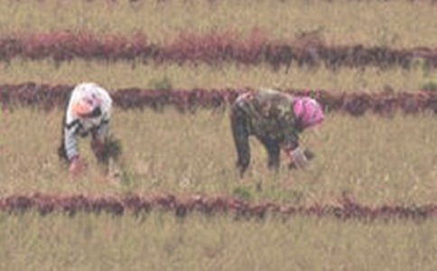 關(guān)于長江中下游中稻育插秧技術(shù)意見