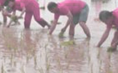 一年級(jí)下冊(cè)《插秧》教學(xué)實(shí)錄與評(píng)析