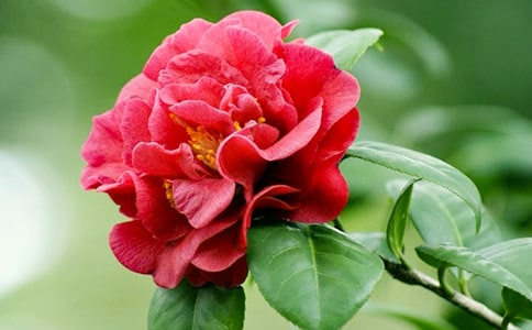 �P(gu��n)��ɽ�軨��Ψ��Ԋ��